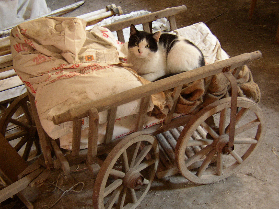 Katze in Handkarren
